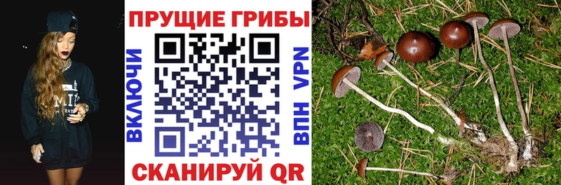 Галлюциногенные грибы Cubensis  Купить закладки  Луховицы 